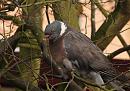 Click image for larger version. 

Name:	trico_pigeon.jpg 
Views:	230 
Size:	206.8 KB 
ID:	18101