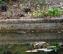Click image for larger version. 

Name:	Grass-snake swimming, Exbury.JPG 
Views:	478 
Size:	350.1 KB 
ID:	18102