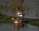 Click image for larger version. 

Name:	Wigeon_and_Gadwall_PB092143.JPG 
Views:	218 
Size:	211.3 KB 
ID:	18129