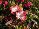 Click image for larger version. 

Name:	3. Azaleas in autumn.JPG 
Views:	524 
Size:	512.3 KB 
ID:	18132