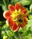 Click image for larger version. 

Name:	4. Dahlia with late autumn Bumblebee.JPG 
Views:	388 
Size:	290.9 KB 
ID:	18133