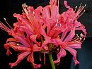 Click image for larger version. 

Name:	7. Nerine in bloom.JPG 
Views:	402 
Size:	271.0 KB 
ID:	18136