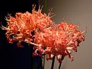 Click image for larger version. 

Name:	8. A Nerine to die for.JPG 
Views:	397 
Size:	300.1 KB 
ID:	18137