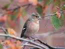 Click image for larger version. 

Name:	Chaffinch1.jpg 
Views:	206 
Size:	111.8 KB 
ID:	1814