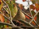 Click image for larger version. 

Name:	Chaffinch2.jpg 
Views:	198 
Size:	144.8 KB 
ID:	1815
