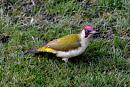 Click image for larger version. 

Name:	Green Woodpecker 001.JPG 
Views:	196 
Size:	422.2 KB 
ID:	18196