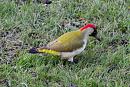 Click image for larger version. 

Name:	Green Woodpecker 002.JPG 
Views:	183 
Size:	469.8 KB 
ID:	18197