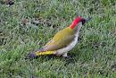 Click image for larger version. 

Name:	Green Woodpecker 003.JPG 
Views:	211 
Size:	454.6 KB 
ID:	18198
