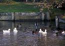 Click image for larger version. 

Name:	4 Aylesbury Ducks.jpg 
Views:	218 
Size:	353.0 KB 
ID:	18219