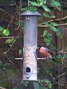 Click image for larger version. 

Name:	January Bullfinch 2.JPG 
Views:	209 
Size:	309.8 KB 
ID:	18227