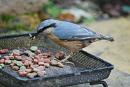 Click image for larger version. 

Name:	How many mealworms...JPG 
Views:	195 
Size:	308.1 KB 
ID:	18228