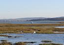 Click image for larger version. 

Name:	1. Swans on marshes (Yarmouth, IofW in background).jpg 
Views:	393 
Size:	286.5 KB 
ID:	18231