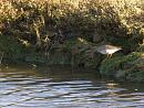 Click image for larger version. 

Name:	2. Redshank's indecision.JPG 
Views:	383 
Size:	307.3 KB 
ID:	18232