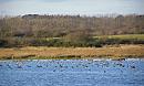Click image for larger version. 

Name:	6. Brent Geese at Keyhaven.jpg 
Views:	374 
Size:	289.5 KB 
ID:	18238