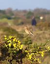Click image for larger version. 

Name:	4. Linnet in the sun.jpg 
Views:	376 
Size:	238.3 KB 
ID:	18241