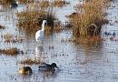 Click image for larger version. 

Name:	12. Little Egret and pals.jpg 
Views:	370 
Size:	380.4 KB 
ID:	18242