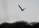 Click image for larger version. 

Name:	13. Little Egret takes off.jpg 
Views:	370 
Size:	150.6 KB 
ID:	18243