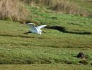 Click image for larger version. 

Name:	04.  Egret in flight.JPG 
Views:	510 
Size:	336.3 KB 
ID:	18259