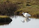 Click image for larger version. 

Name:	06.  Little Egret fishing.JPG 
Views:	451 
Size:	353.9 KB 
ID:	18261