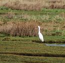 Click image for larger version. 

Name:	07.  Little Egret stretching.JPG 
Views:	463 
Size:	321.3 KB 
ID:	18262