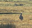Click image for larger version. 

Name:	08.  Curlew with Redshank group b.jpg 
Views:	433 
Size:	281.9 KB 
ID:	18263