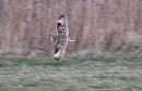 Click image for larger version. 

Name:	Short-Eared Owl (7).JPG 
Views:	227 
Size:	221.7 KB 
ID:	18291