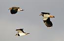 Click image for larger version. 

Name:	Lapwing 02.jpg 
Views:	183 
Size:	251.8 KB 
ID:	18311
