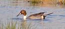 Click image for larger version. 

Name:	Pintail.JPG 
Views:	255 
Size:	196.9 KB 
ID:	18351