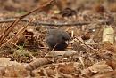 Click image for larger version. 

Name:	dark-eyed_Junco_P1312778.jpg 
Views:	261 
Size:	167.7 KB 
ID:	18366