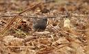 Click image for larger version. 

Name:	dark-eyed_Junco_P1312779.jpg 
Views:	309 
Size:	217.5 KB 
ID:	18367