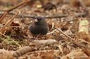 Click image for larger version. 

Name:	dark-eyed_Junco_P1312781.jpg 
Views:	244 
Size:	109.7 KB 
ID:	18368