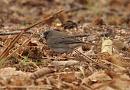 Click image for larger version. 

Name:	dark-eyed_Junco_P1312799.jpg 
Views:	255 
Size:	165.9 KB 
ID:	18369
