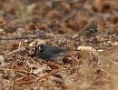 Click image for larger version. 

Name:	dark-eyed_Junco_P1312821.jpg 
Views:	236 
Size:	156.9 KB 
ID:	18370