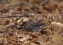 Click image for larger version. 

Name:	dark-eyed_Junco_P1312831.jpg 
Views:	250 
Size:	108.9 KB 
ID:	18371