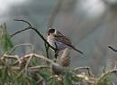 Click image for larger version. 

Name:	reed_bunting_P1312876.jpg 
Views:	235 
Size:	148.9 KB 
ID:	18380