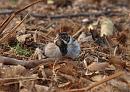 Click image for larger version. 

Name:	reed_bunting_P1312864.jpg 
Views:	235 
Size:	178.3 KB 
ID:	18385