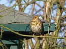 Click image for larger version. 

Name:	Song Thrush in the sun b.jpg 
Views:	155 
Size:	334.3 KB 
ID:	18454