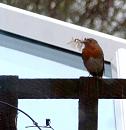 Click image for larger version. 

Name:	Robin nesting 2.JPG 
Views:	377 
Size:	198.6 KB 
ID:	18496