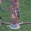 Click image for larger version. 

Name:	Coal Tit - for tvb 3.jpg 
Views:	206 
Size:	92.4 KB 
ID:	18518