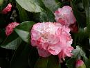 Click image for larger version. 

Name:	Exbury Camellias 1.JPG 
Views:	330 
Size:	337.8 KB 
ID:	18520