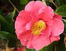 Click image for larger version. 

Name:	Exbury Camellias 2.JPG 
Views:	331 
Size:	344.2 KB 
ID:	18521