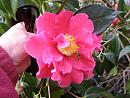 Click image for larger version. 

Name:	Exbury Camellias 3.JPG 
Views:	331 
Size:	366.4 KB 
ID:	18522