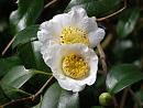 Click image for larger version. 

Name:	Exbury Camellias 5.JPG 
Views:	322 
Size:	386.9 KB 
ID:	18524