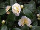 Click image for larger version. 

Name:	Exbury Camellias 6.JPG 
Views:	338 
Size:	432.9 KB 
ID:	18525