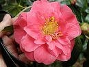 Click image for larger version. 

Name:	Exbury Camellias 7.JPG 
Views:	347 
Size:	459.8 KB 
ID:	18526