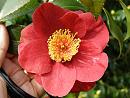 Click image for larger version. 

Name:	Exbury Camellias 8.JPG 
Views:	320 
Size:	481.6 KB 
ID:	18527