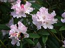 Click image for larger version. 

Name:	Exbury Rhododendrons 1.jpg 
Views:	318 
Size:	342.5 KB 
ID:	18528