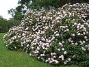 Click image for larger version. 

Name:	Exbury Rhododendrons 1b.JPG 
Views:	331 
Size:	570.8 KB 
ID:	18529