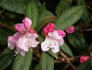 Click image for larger version. 

Name:	Exbury Rhododendrons 2.JPG 
Views:	322 
Size:	436.5 KB 
ID:	18530