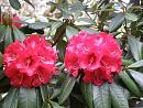 Click image for larger version. 

Name:	Exbury Rhododendrons 3.JPG 
Views:	318 
Size:	501.2 KB 
ID:	18531